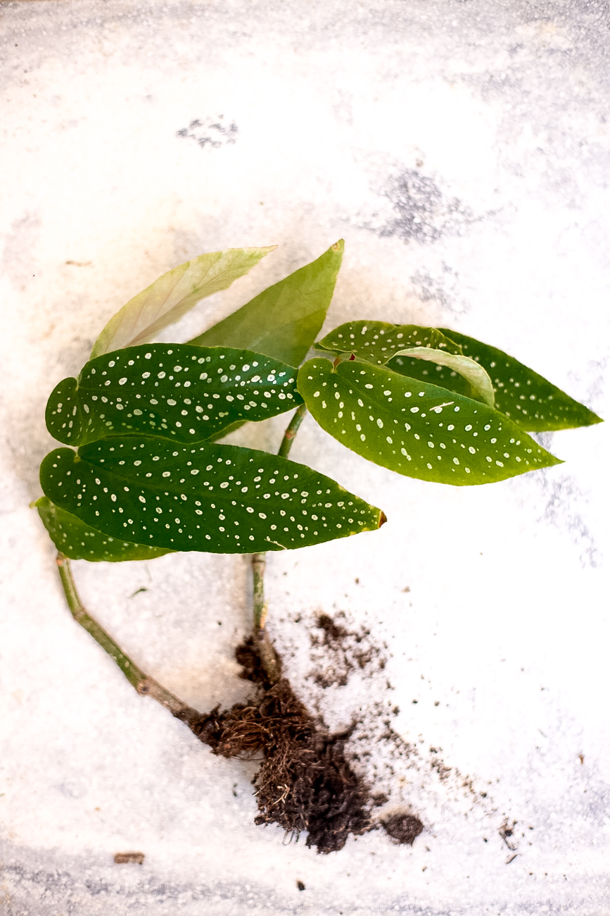 begonia-maculata-forellenbegonie-ableger-pflege-7